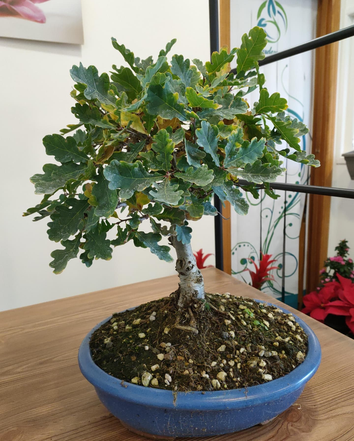 bonsai quercia