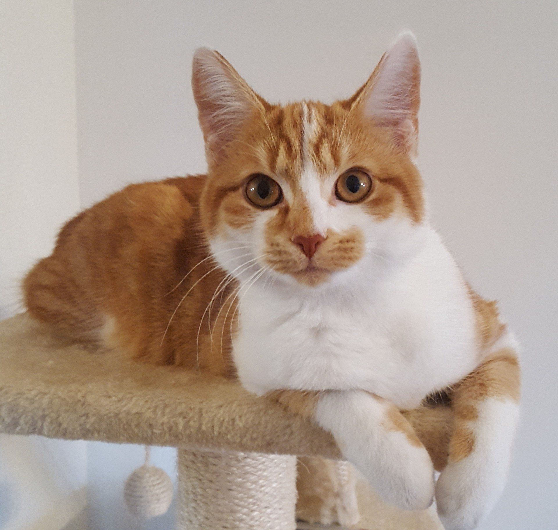 Teddy, de kat van Gerda