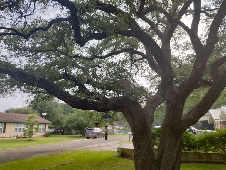 A tree in the middle of a residential neighborhood