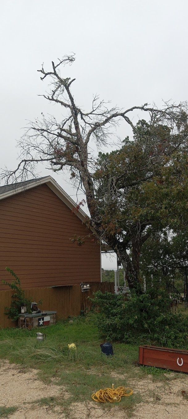 A tree is fallen in front of a brick building.