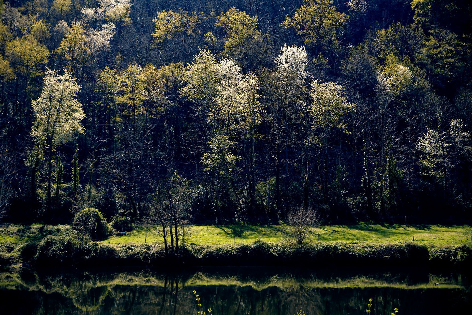 Roaming 4 Fine Art Photo Print