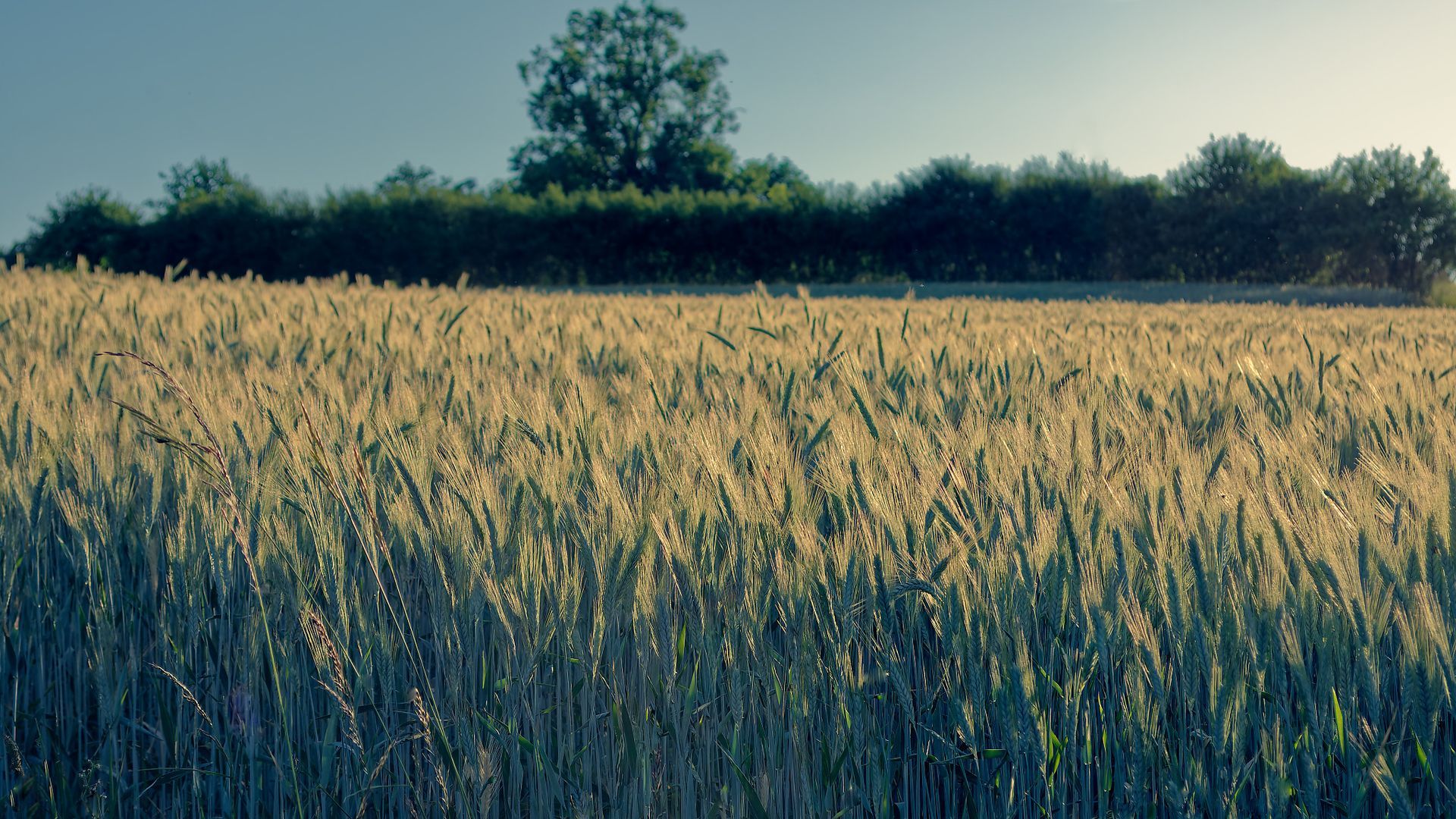 Roaming 6 Fine Art Photo Print
