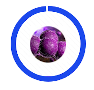 A close-up of purple, spherical bacteria clusters framed by a blue circular border.