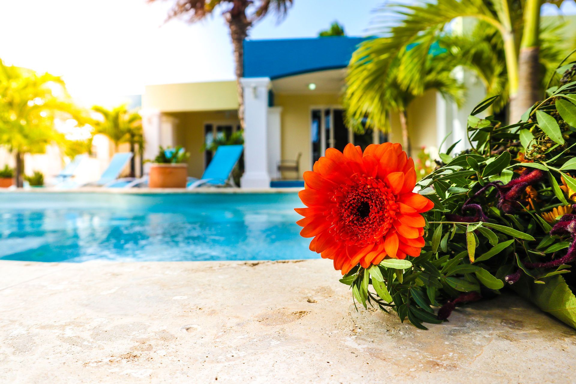 Orange flower beside a pool with a house in the background. Palm trees and blue lounge chairs.