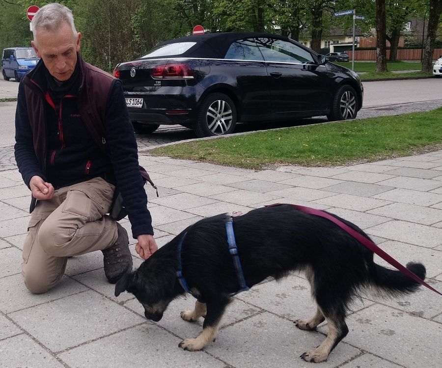 Tierschutzhunde, Sensibilität