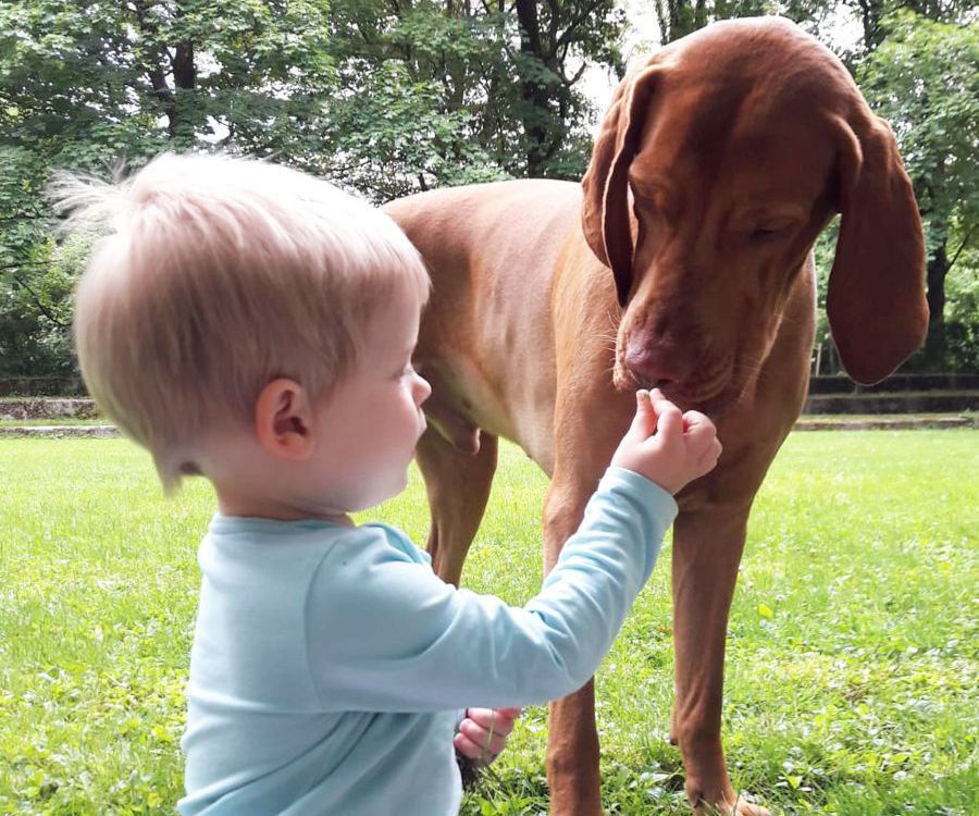 Kinder und Hunde