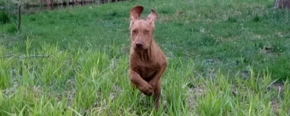 Rückruf im Freilauf