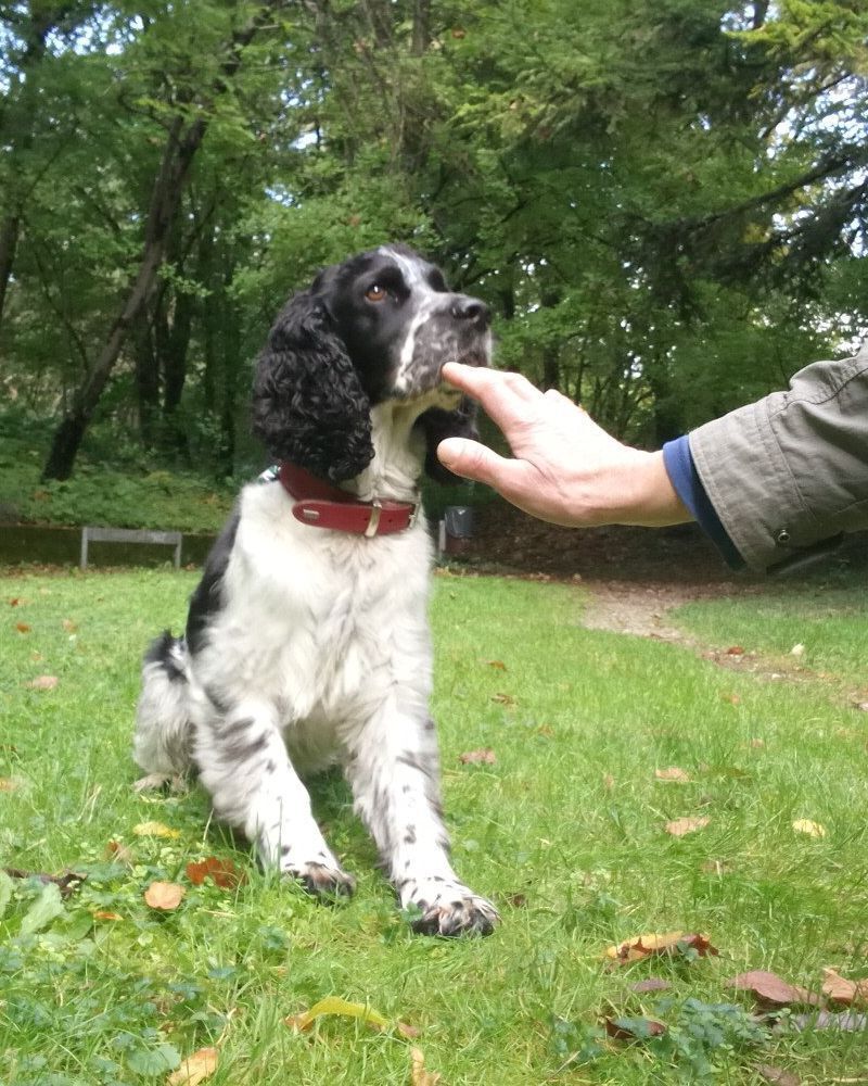 Impulskontrolle bei Jagdinstinkt