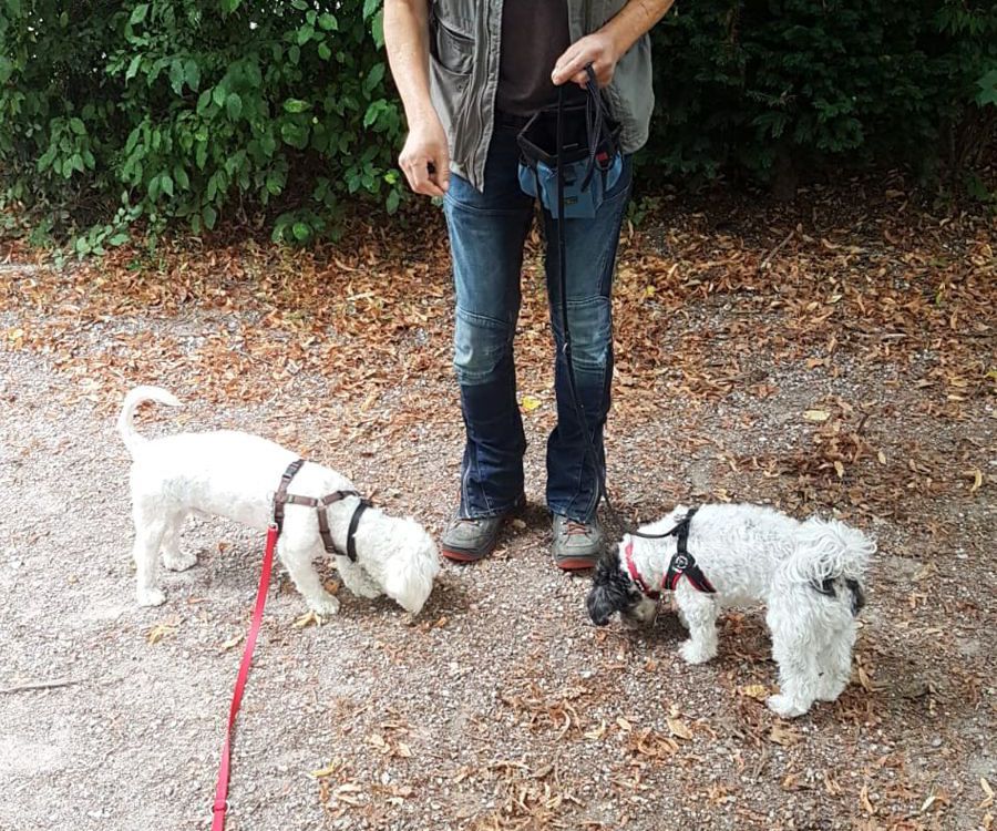 Training bei Unsicherheit oder Angst vor Hunden