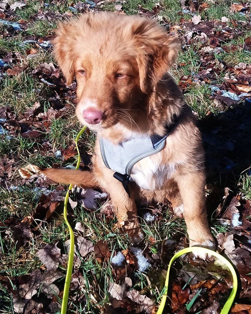 Sicherung von Welpen im Freilauf