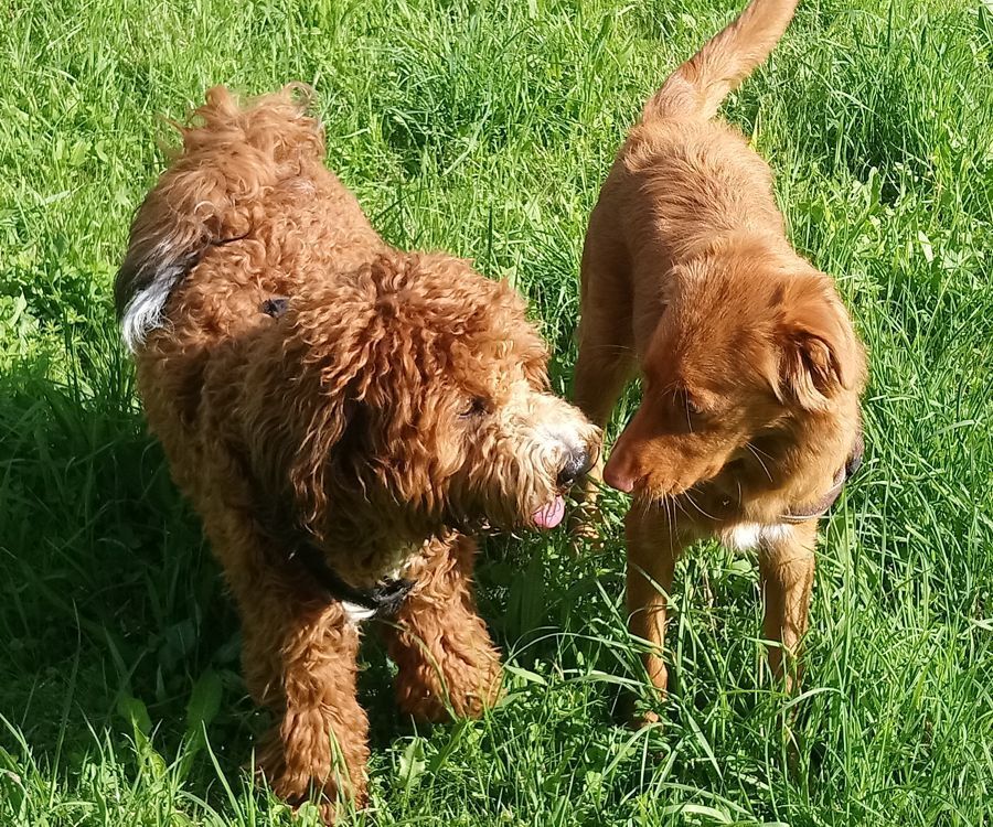 Sozialisierung, Hundekontakt