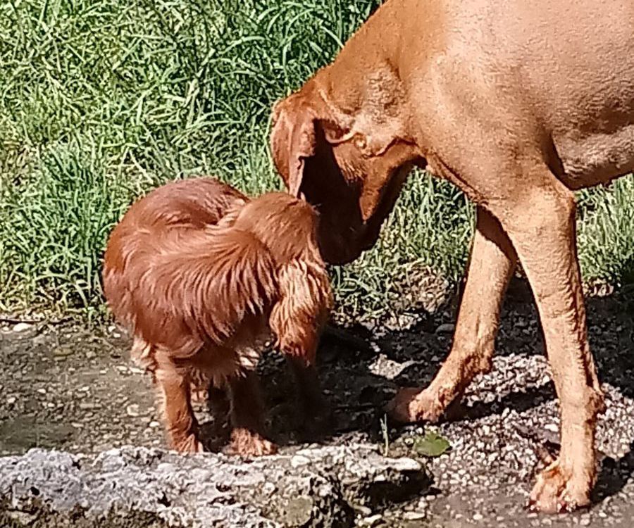 Sozialisierung, sozialkompetente Hunde