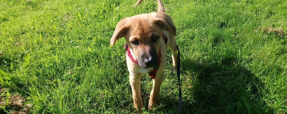 Lernintensivste Zeit, Welpen