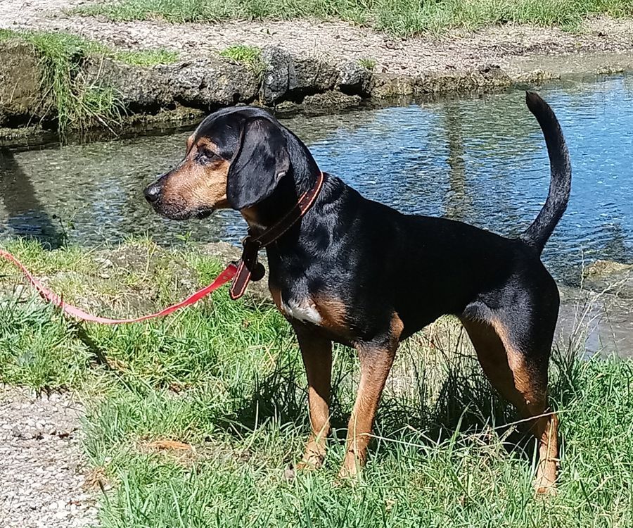 Impulskontrollübung, Jagdtrieb