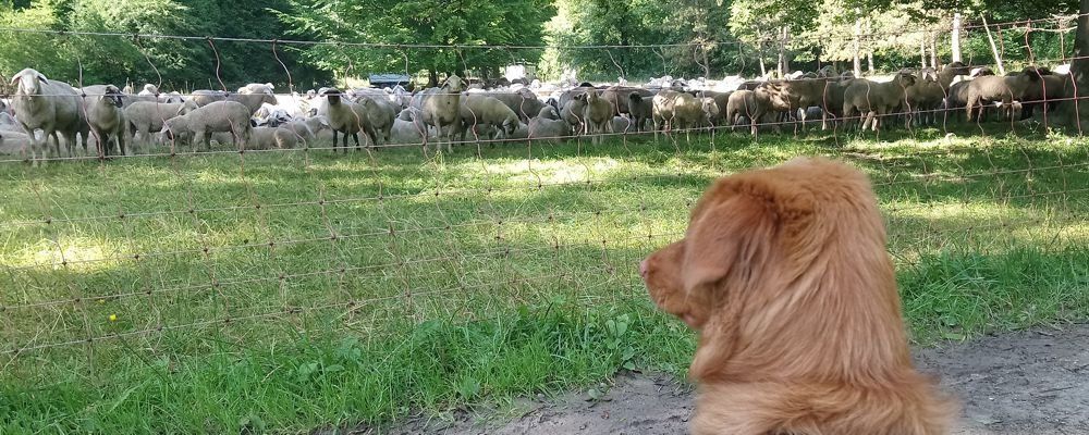 Desensibilisierung, Jagdtrieb