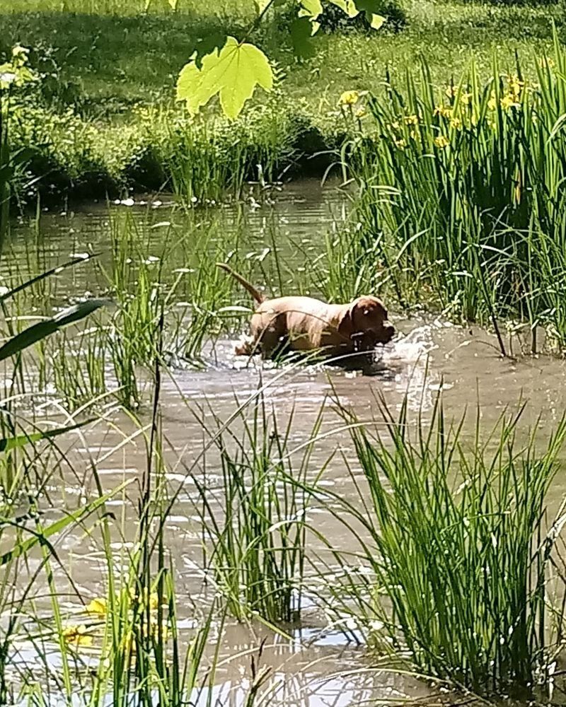 Dummytraining, Antijagdtraining