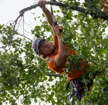 marcos-gardening-tree-service-image