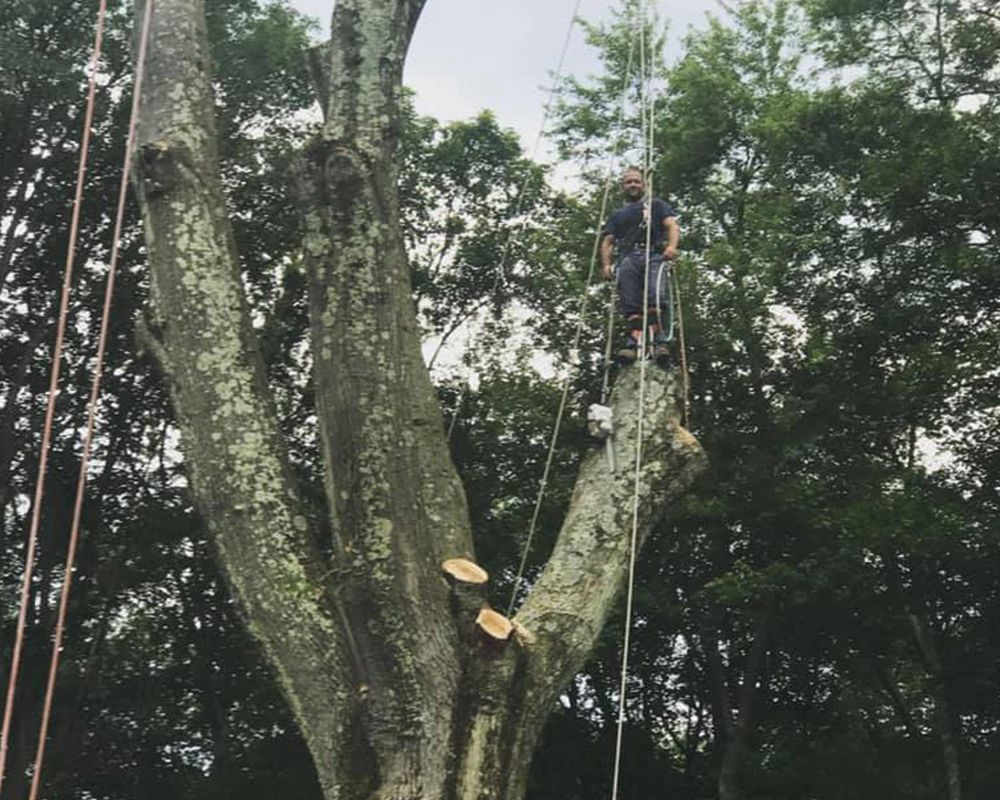 Worker Pulling Down Cut Tree Branch – Carmel, NY – Jimmy Trees