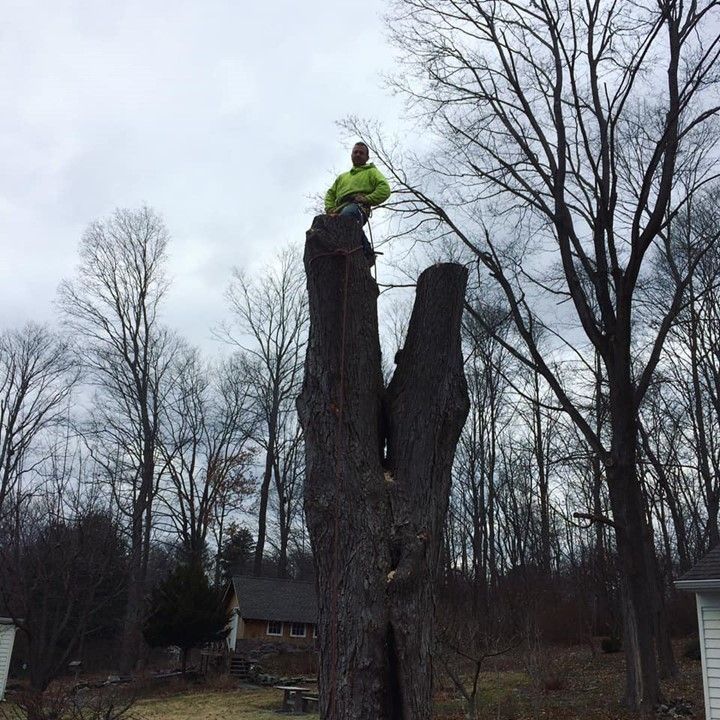 Man is Sitting on Top of a Large Tree Stump – Carmel, NY – Jimmy Trees