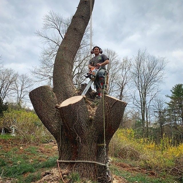 Man is Sitting on Top of a Cut Tree – Carmel, NY – Jimmy Trees