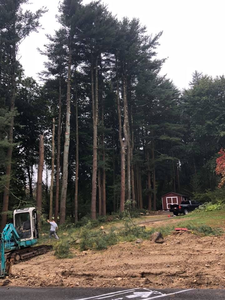 Tree Care Services – Carmel, NY – Jimmy Trees