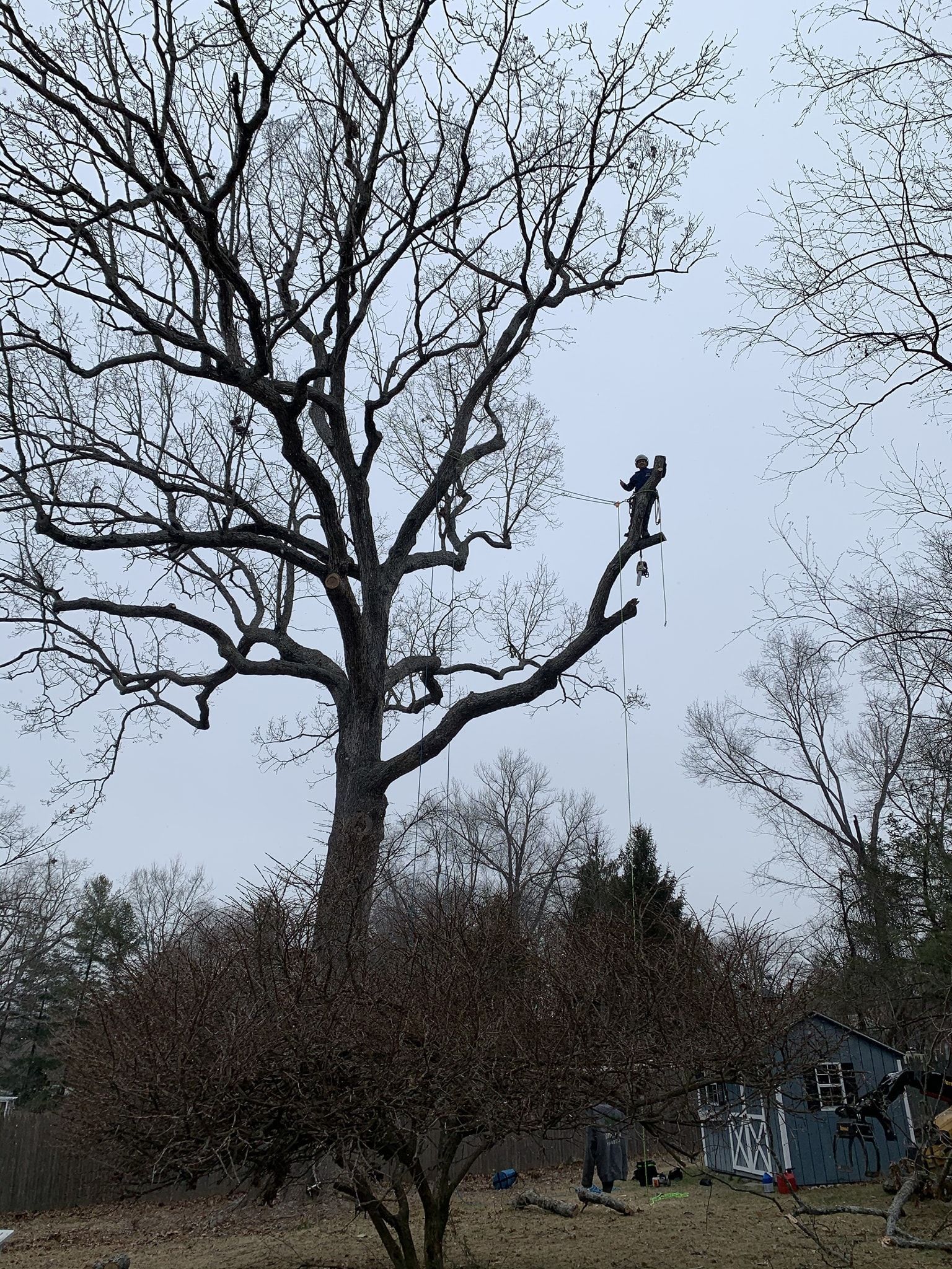 Tree Pruning – Carmel, NY – Jimmy Trees