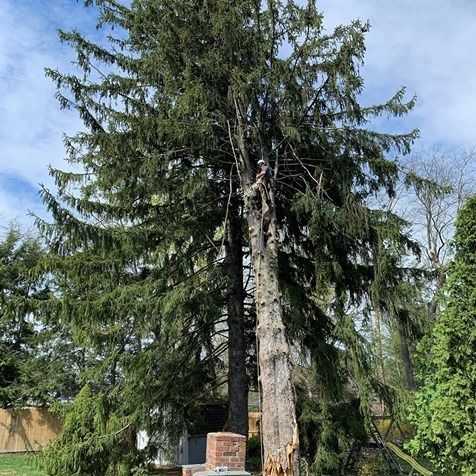 Tree Removal – Carmel, NY – Jimmy Trees