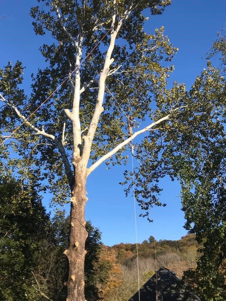 Worker is Pruning a Tree Branch – Carmel, NY – Jimmy Trees