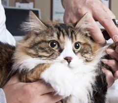 Cat Grooming - Pet Grooming