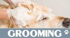Dog Grooming — Bathing a Dog in Schenectady, NY