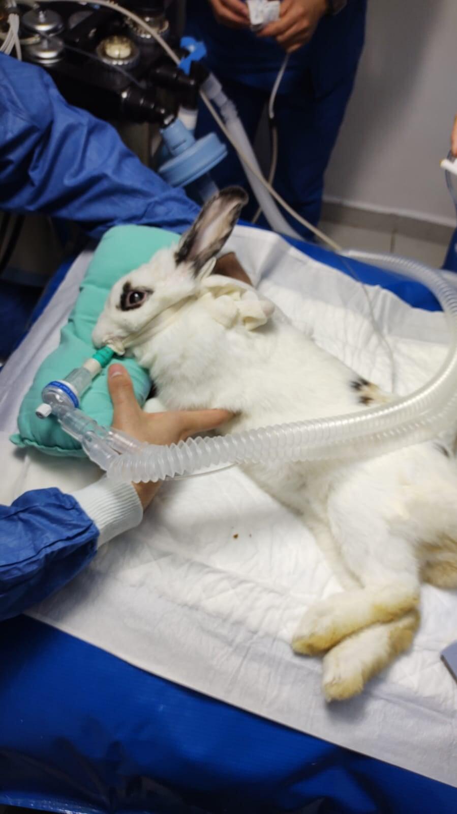 HOSPITAL VETERINARIO SAN FELIPE