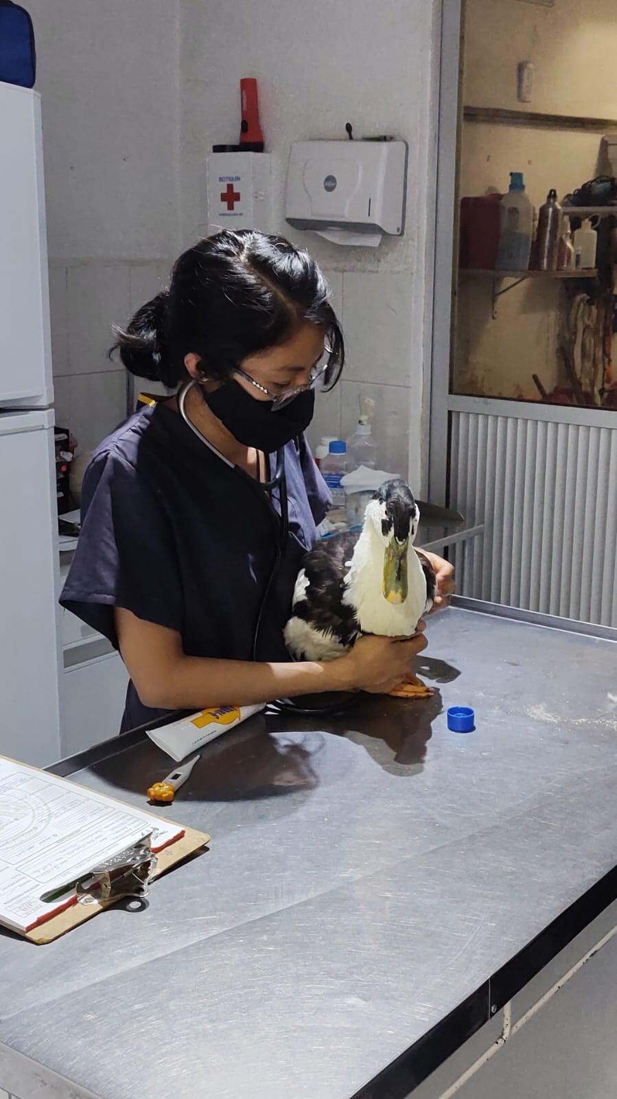 HOSPITAL VETERINARIO SAN FELIPE