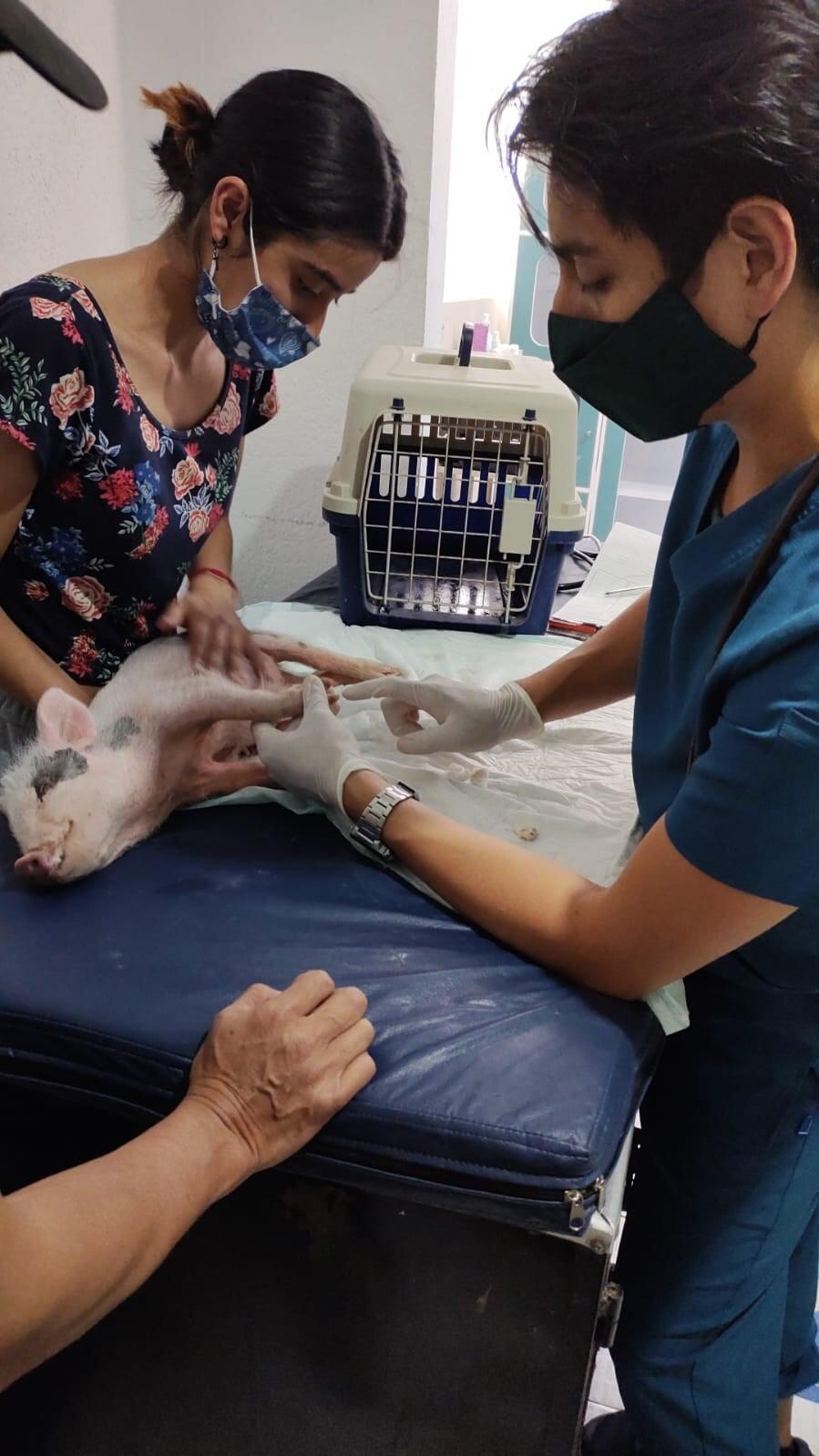 HOSPITAL VETERINARIO SAN FELIPE