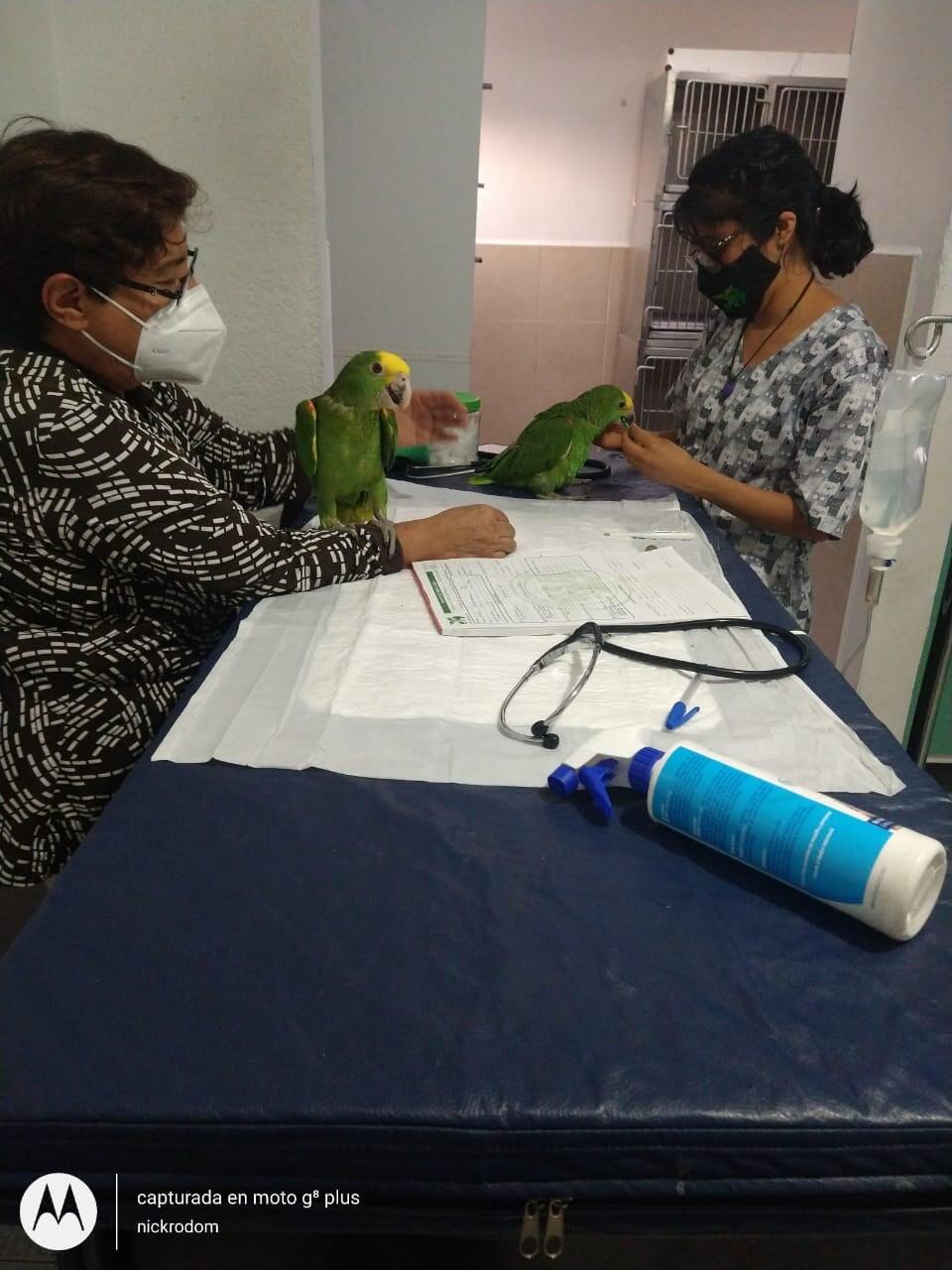 HOSPITAL VETERINARIO SAN FELIPE