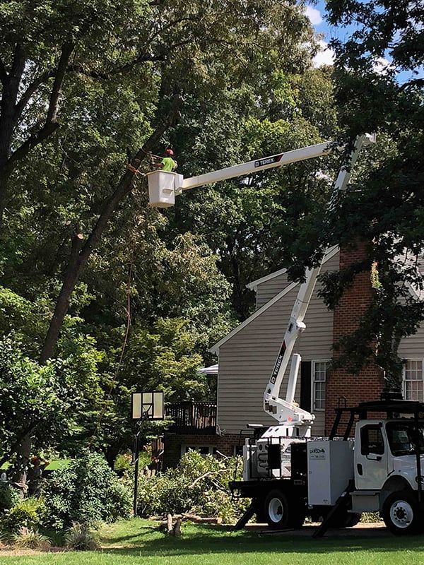 A man in a bucket is cutting a tree in front of a house.