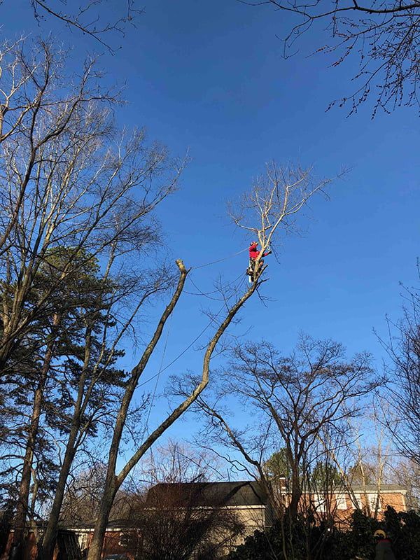 A man is climbing a tree with a chainsaw.