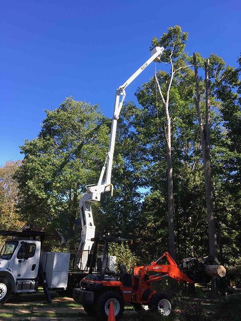 A crane is cutting down a tree in a forest.