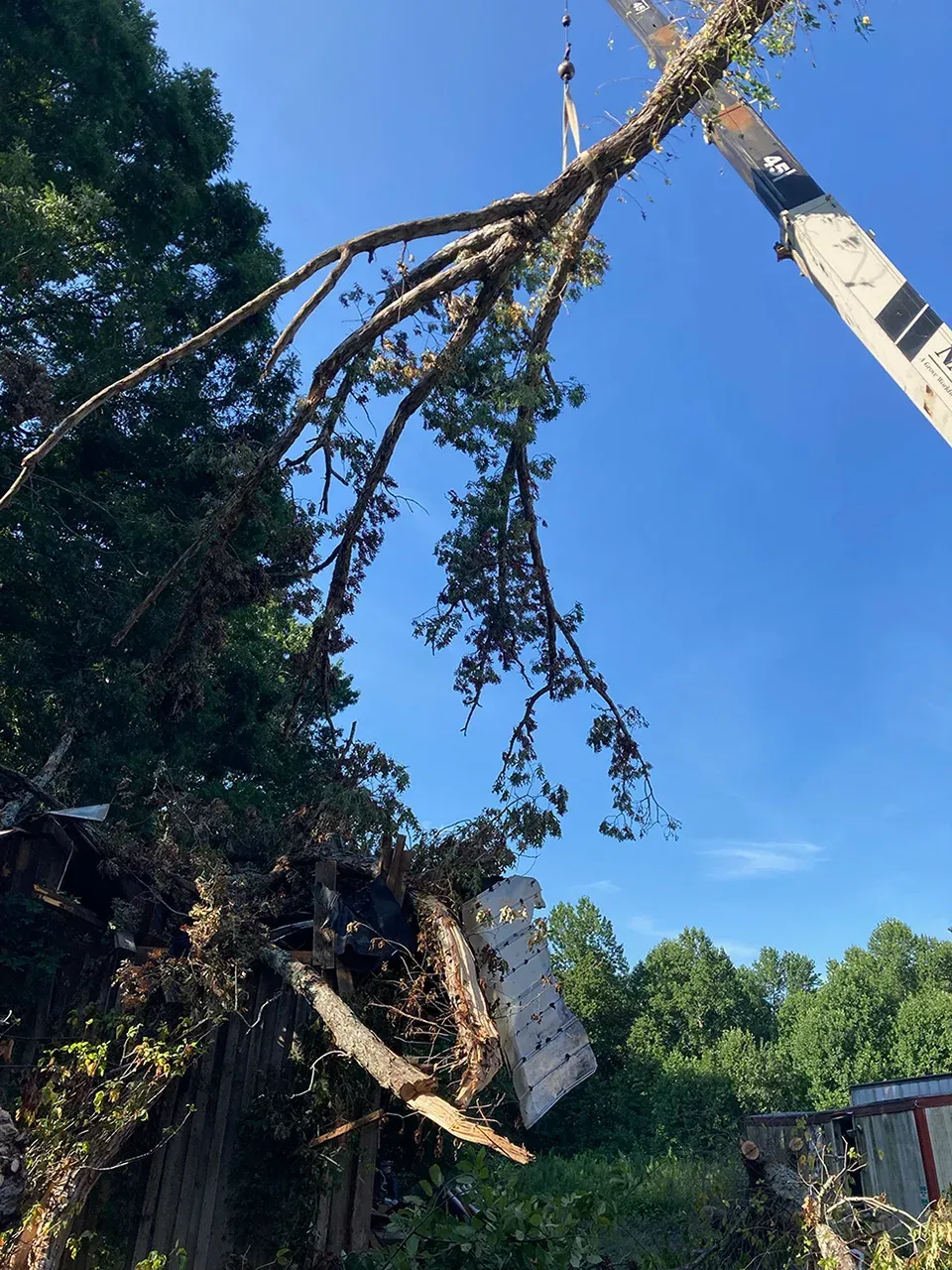 A tree is being cut down by a crane.