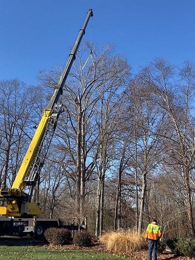 A man is standing in front of a crane that is lifting a tree.