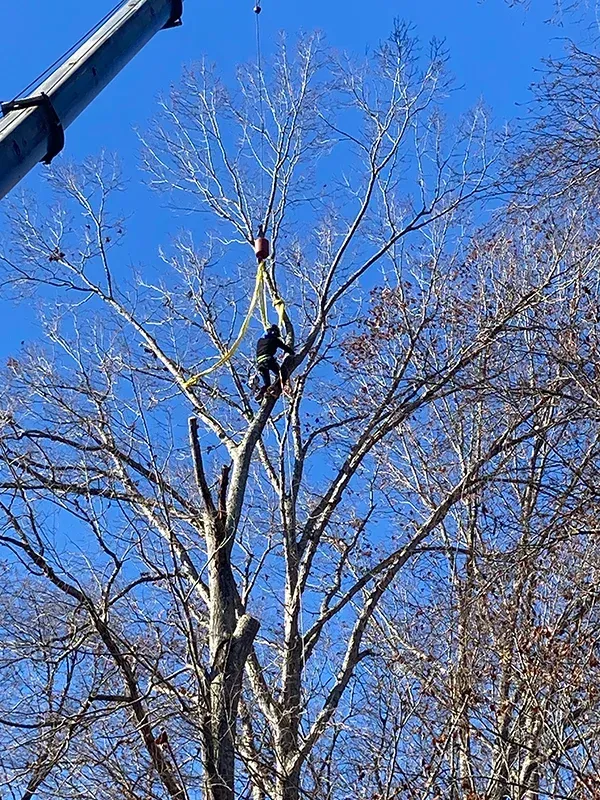 A man is climbing a tree with a crane in the background.