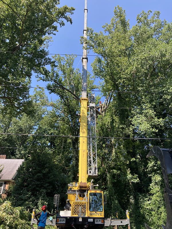 A yellow crane is cutting a tree in the middle of a forest.