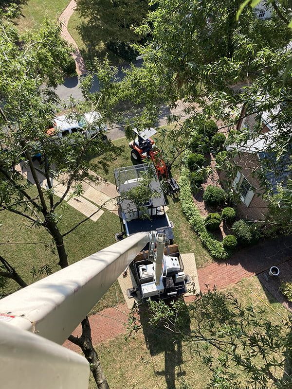 An aerial view of a tree being cut down by a crane.