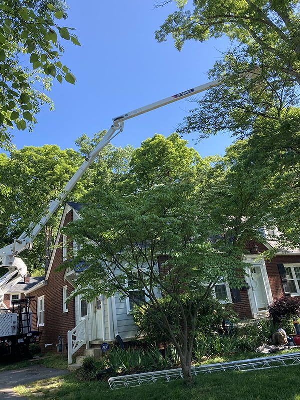 A crane is cutting a tree in front of a house.