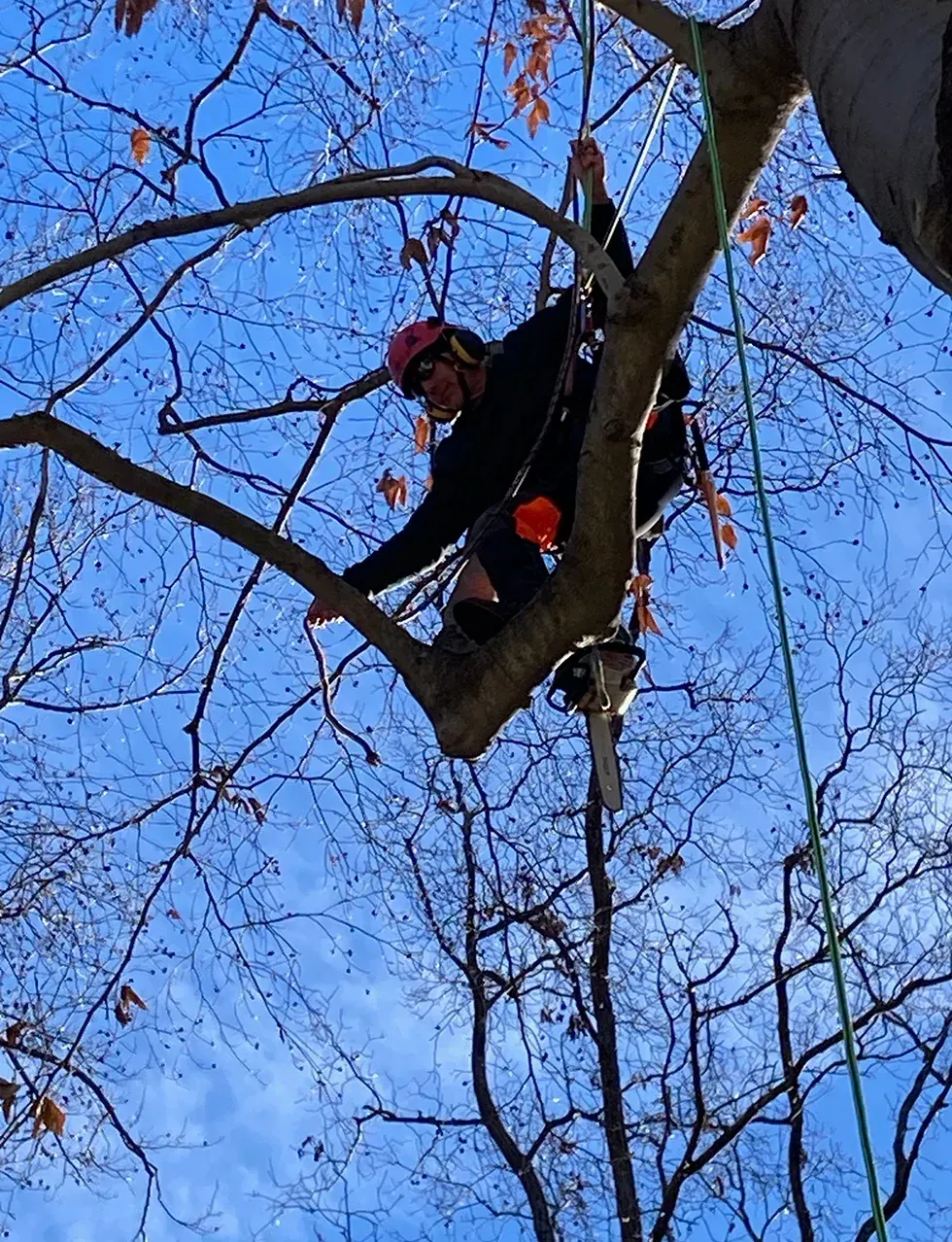 A man wearing a helmet is hanging from a tree branch