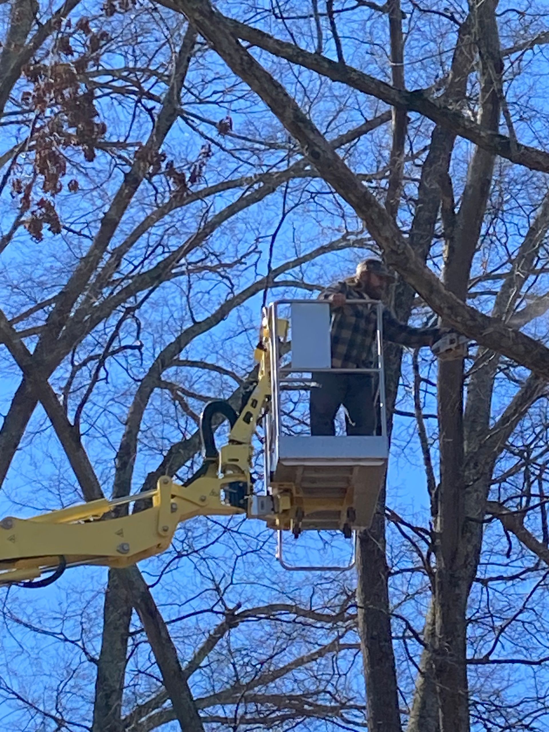 A man is standing in a bucket on a crane cutting a tree.