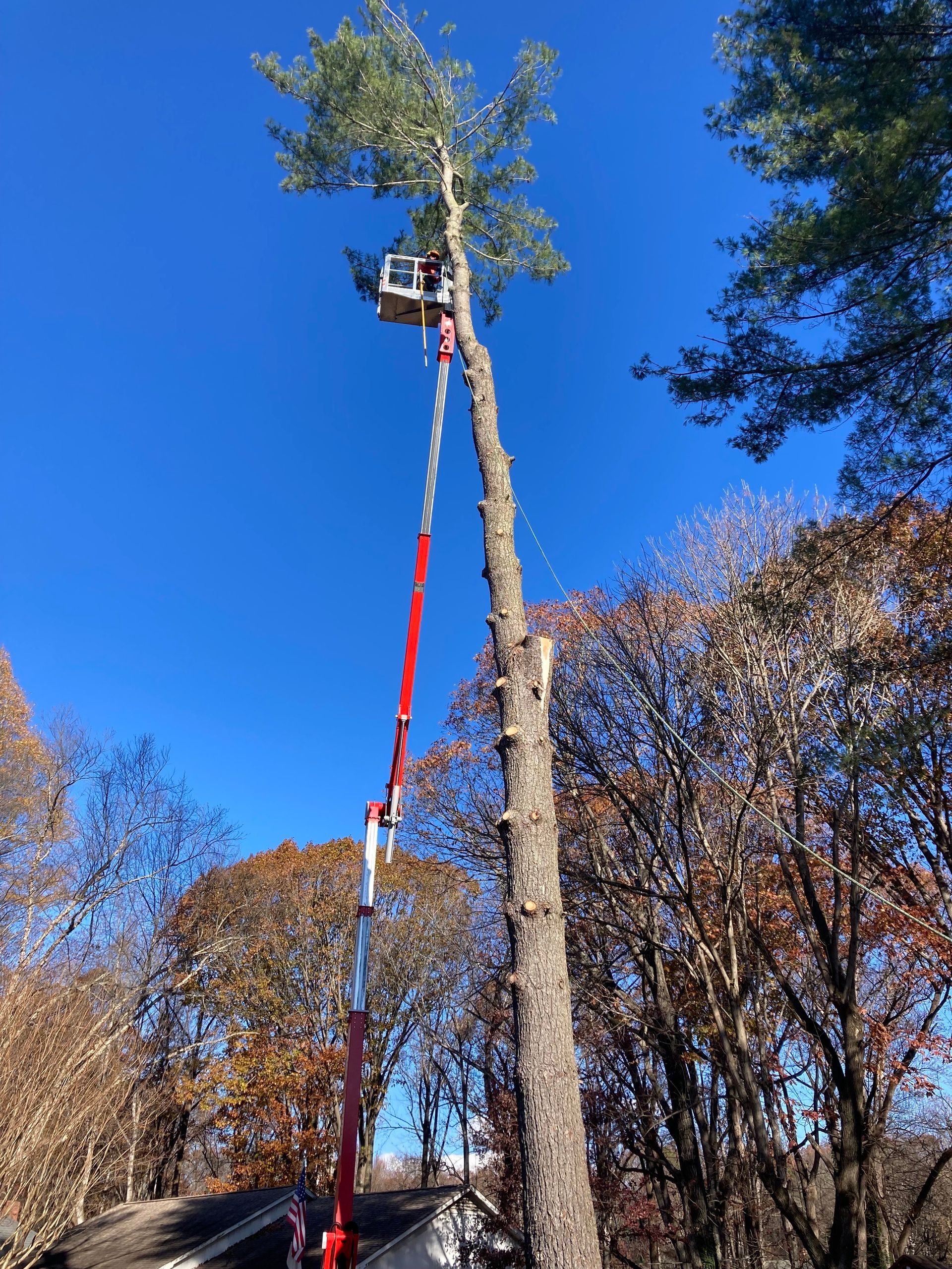 A man is cutting a tree with a crane.