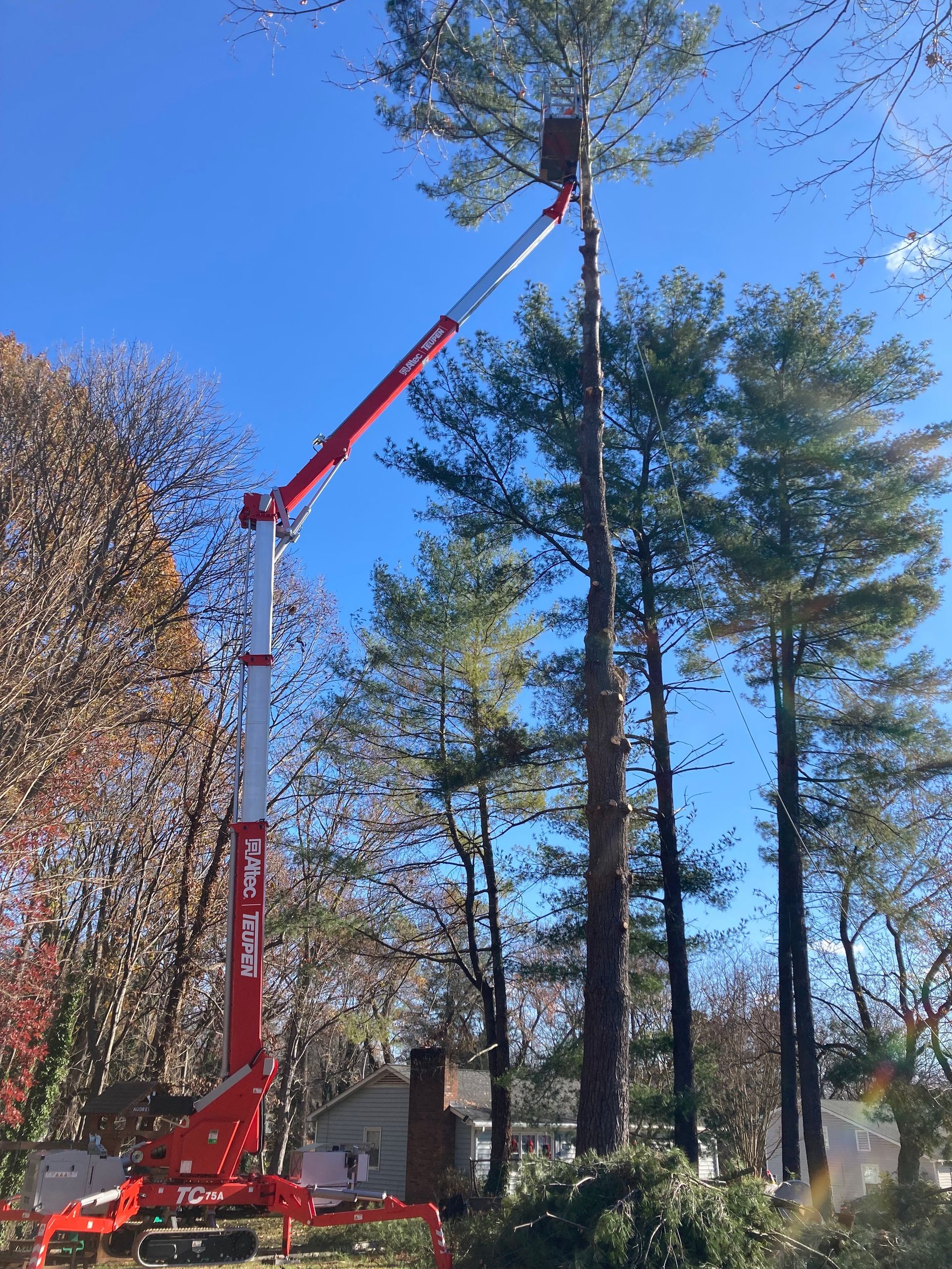 A red and white crane is cutting a tree