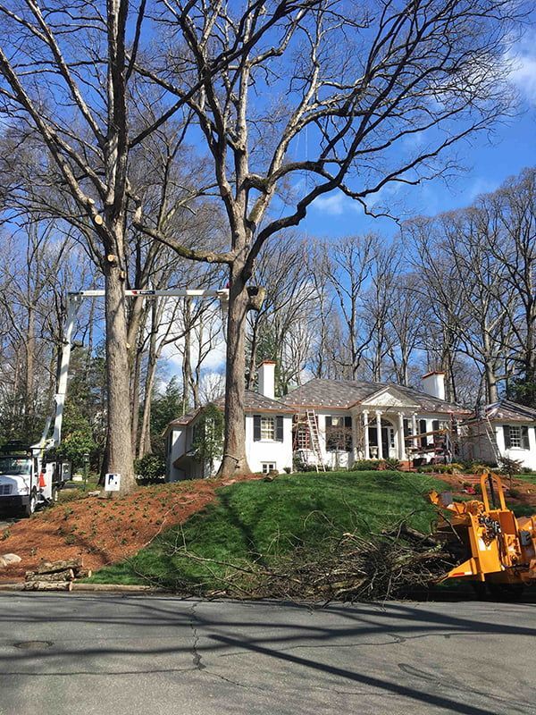 A house with a lot of trees in front of it.