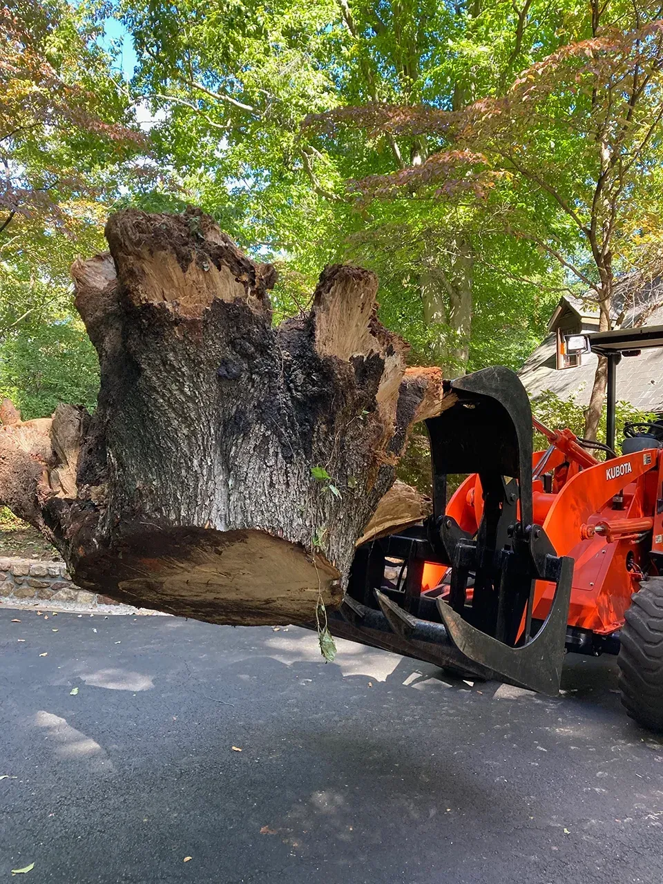 A large tree stump is being lifted by a tractor.