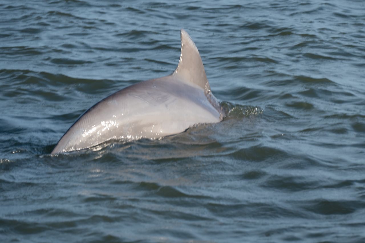 A dolphin is swimming in a body of water